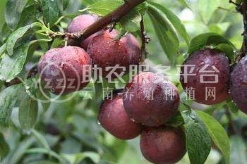 德宏李子种植基地供应10吨图4