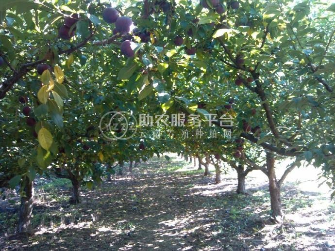 德宏李子种植基地供应10吨图5