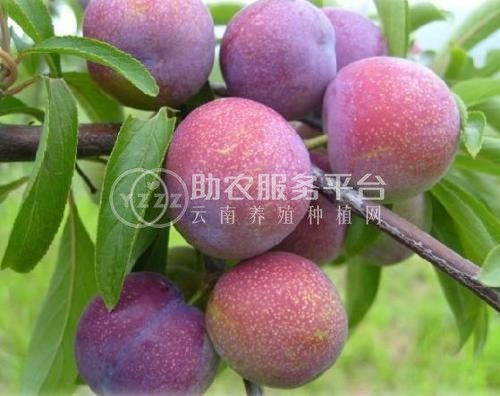 德宏李子种植基地供应10吨图6
