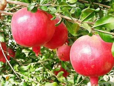 临沧石榴种植基地供应15吨
