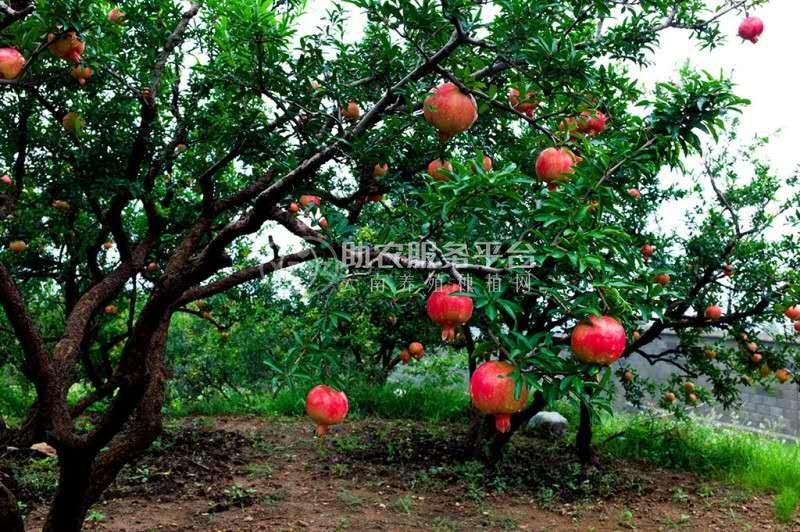 临沧石榴种植基地供应15吨图2