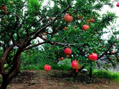 临沧石榴种植基地供应15吨图2