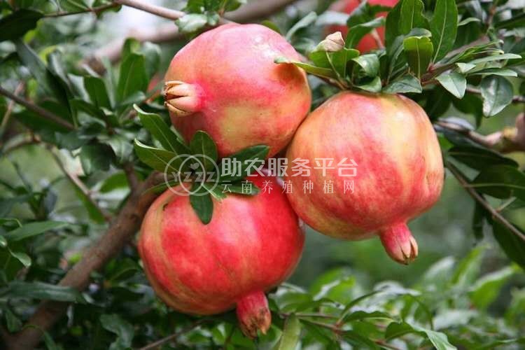 临沧石榴种植基地供应15吨图3