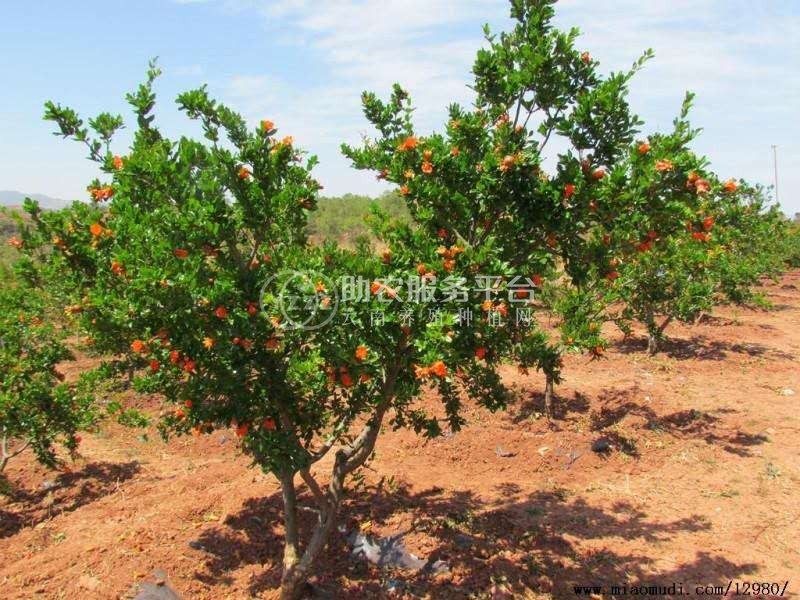 临沧石榴种植基地供应15吨图4