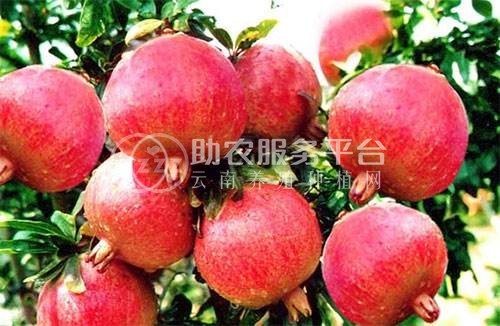 临沧石榴种植基地供应15吨图6
