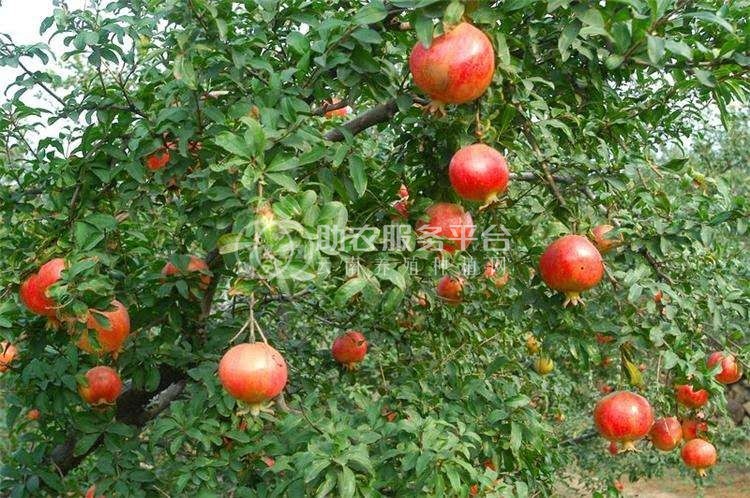 临沧石榴种植基地供应15吨图5