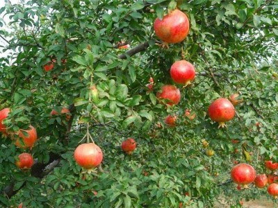 临沧石榴种植基地供应15吨图5