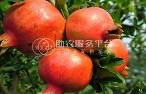 临沧石榴种植基地供应15吨图7
