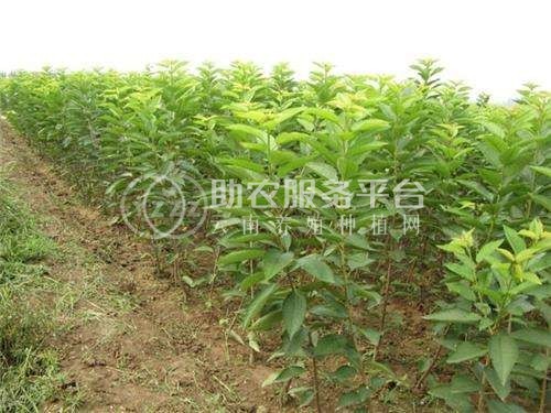 红河车厘子种植基地供应5吨图2