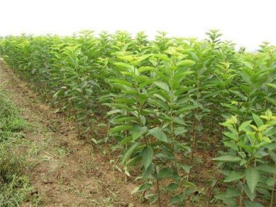 红河车厘子种植基地供应5吨图2