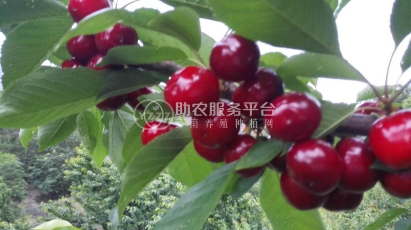 红河车厘子种植基地供应5吨图3