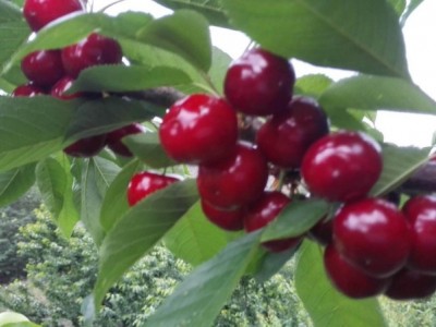红河车厘子种植基地供应5吨图3