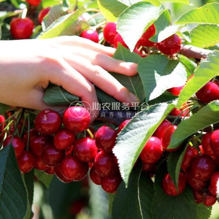 红河车厘子种植基地供应5吨图4