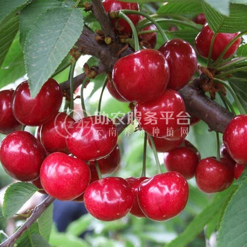红河车厘子种植基地供应5吨图5
