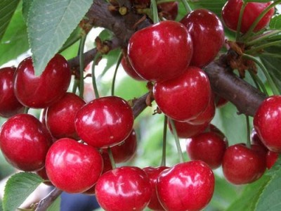 红河车厘子种植基地供应5吨图5