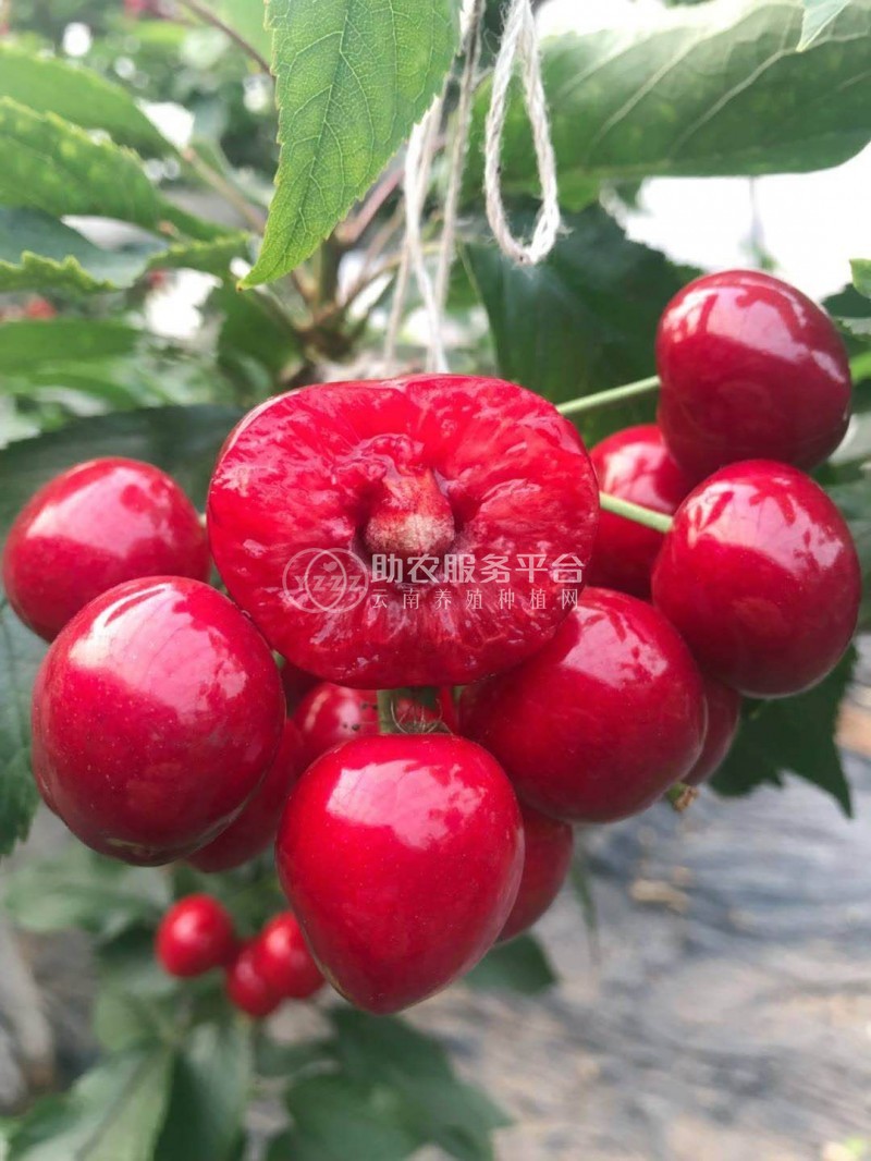 红河车厘子种植基地供应5吨图6