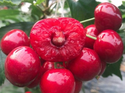 红河车厘子种植基地供应5吨图6