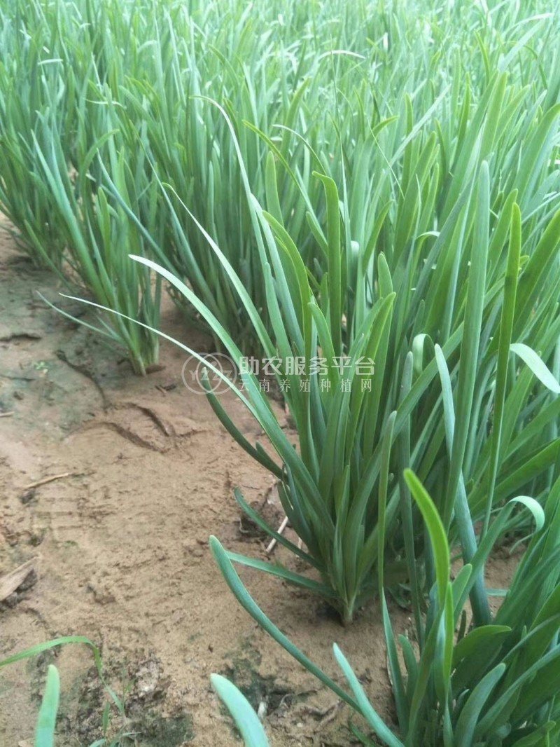 大理弥渡景恩韮菜种植基地图1