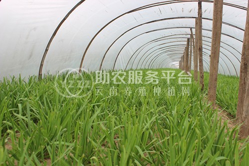 大理弥渡景恩韮菜种植基地图2