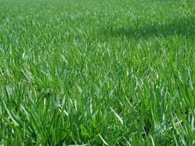 大理弥渡景恩韮菜种植基地图3