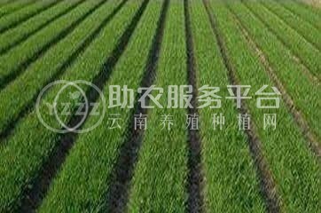 大理弥渡景恩韮菜种植基地图4