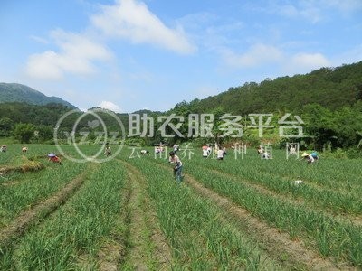 大理弥渡景恩韮菜种植基地图5