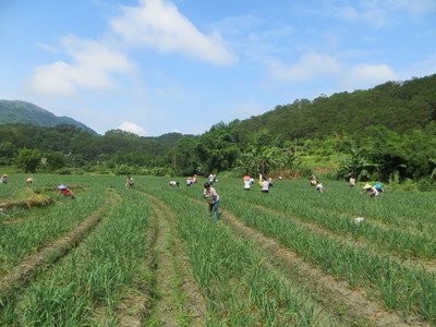 大理弥渡景恩韮菜种植基地图5