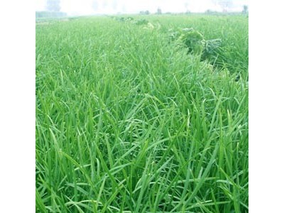 大理弥渡景恩韮菜种植基地图6