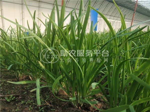 大理弥渡景恩韮菜种植基地图7