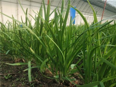 大理弥渡景恩韮菜种植基地图7