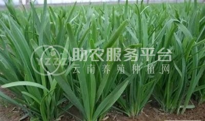 大理弥渡景恩韮菜种植基地图8