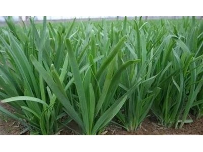 大理弥渡景恩韮菜种植基地图8