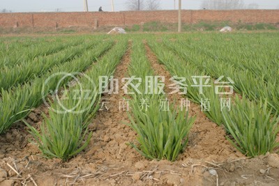 大理弥渡景恩韮菜种植基地图9