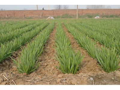 大理弥渡景恩韮菜种植基地图9
