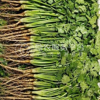 大理弥渡鑫毅种植基地 供应量 30吨图1