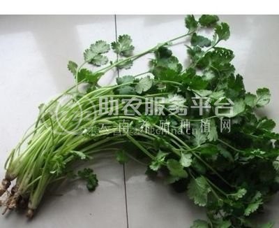 大理弥渡鑫毅种植基地 供应量 30吨图2