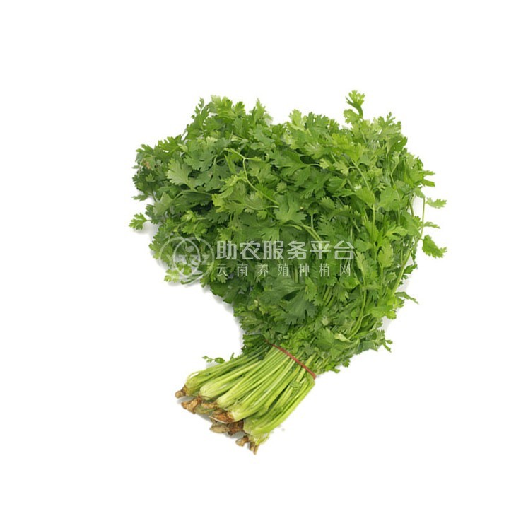 大理弥渡鑫毅种植基地 供应量 30吨图3