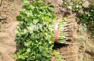 大理弥渡鑫毅种植基地 供应量 30吨图4