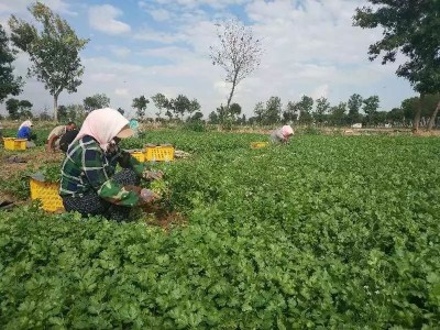 大理弥渡鑫毅种植基地 供应量 30吨图5