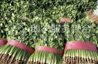 大理弥渡鑫毅种植基地 供应量 30吨图6