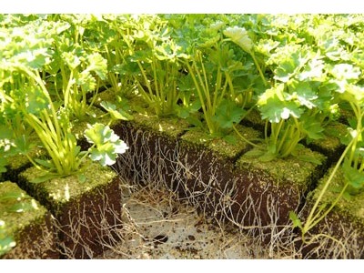 大理弥渡鑫毅种植基地 供应量 30吨图7
