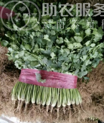大理弥渡鑫毅种植基地 供应量 30吨图9
