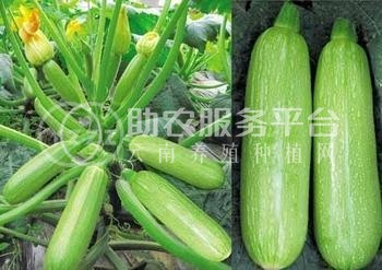 大理弥渡西葫芦种植基地 供应量 40吨图1