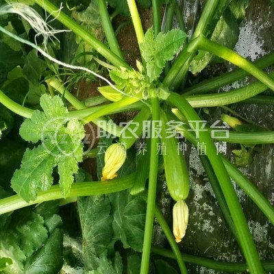 大理弥渡西葫芦种植基地 供应量 40吨图2