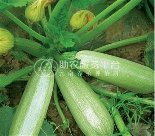 大理弥渡西葫芦种植基地 供应量 40吨图3