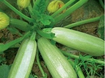 大理弥渡西葫芦种植基地 供应量 40吨图3