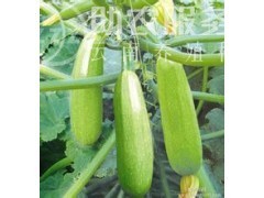 大理弥渡西葫芦种植基地 供应量 40吨图5