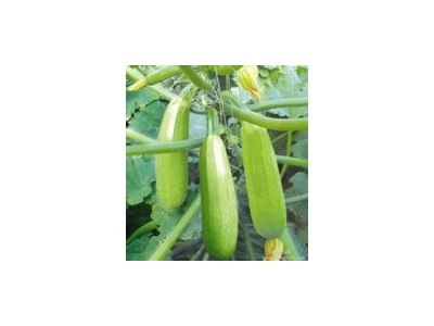 大理弥渡西葫芦种植基地 供应量 40吨图5