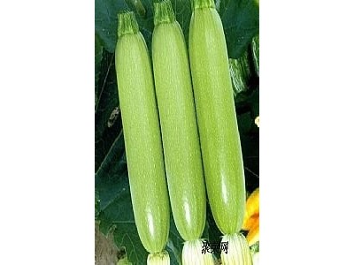 大理弥渡西葫芦种植基地 供应量 40吨图6