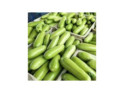 大理弥渡西葫芦种植基地 供应量 40吨图7